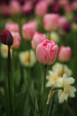тюльпаны и нарциссы 