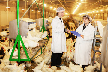 Veterinarians talking inside of chicken farm.Shallow doff