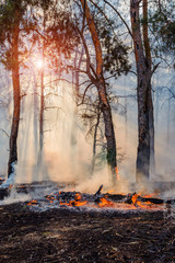 Forest Fire, Wildfire burning tree in red and orange color.