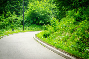 Asphalt road in the forest