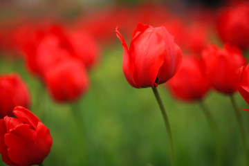 Obraz premium тюльпаны