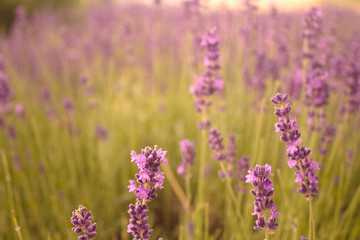 Lavender fields - 164161709