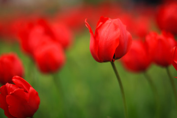 Obraz premium тюльпаны