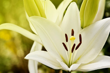 Beautiful lily petals opened to the sun