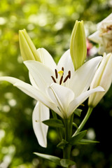 A beautiful lily in the garden close-up