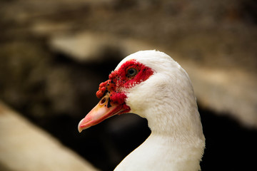 white duck