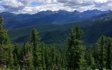 Landscape green forest with high