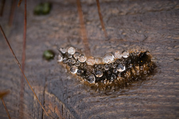 A beautiful macro photo of a brown caterpillar with a rain drops in its hair on a wooden footpath