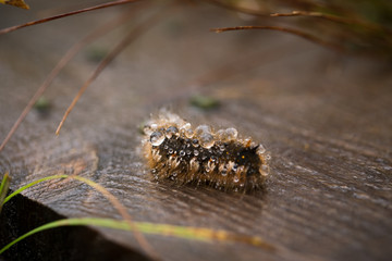 A beautiful macro photo of a brown caterpillar with a rain drops in its hair on a wooden footpath