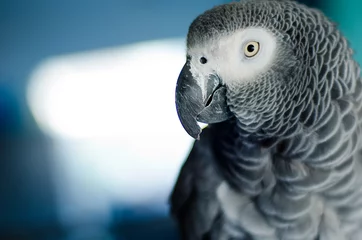 Fotobehang Portret van een nieuwsgierige Afrikaanse grijze papegaai © Danille