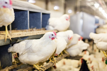Indoors chicken farm, chicken feeding