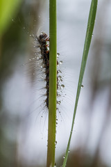 A beautiful fluffy caterpillar on a grass with water droplets. Macro shot.