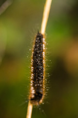 A beautiful brown caterpillar on a branch with small water droplets. Macro shot.