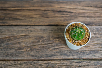 work space with cactus tree