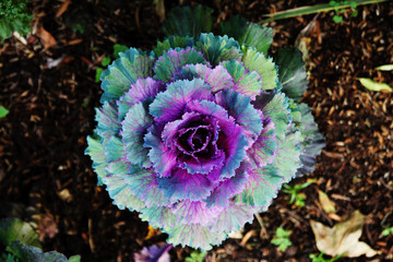 The top view on the green and purple cauliflower (cabbage) on the background with autumn leaves.