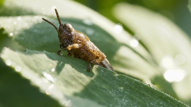Small grasshopper washing
