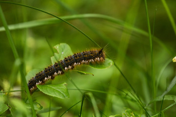 A beautiful brown caterpillar sitting on a green grass. Macro shot.