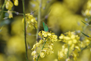 Farfalle e bruchi di Sardegna