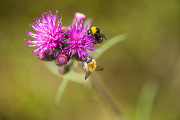 A beautiful wild bumblebee gathering honey from marsh thistle flower. Macro, shallow depth of field photo.