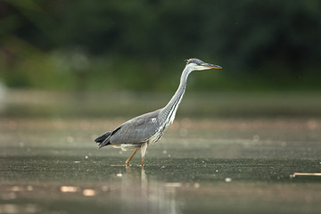 grey heron, ardea cinerea, Czech republic