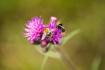 A beautiful wild bumblebee gathering honey from marsh thistle flower. Macro, shallow depth of field photo.