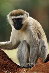 The vervet monkey (Chlorocebus pygerythrus), or simply vervet sitting on the ground