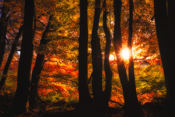 Fototapete bei efototapeten.de bestellen   