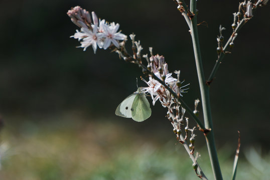 Farfalle e bruchi di Sardegna