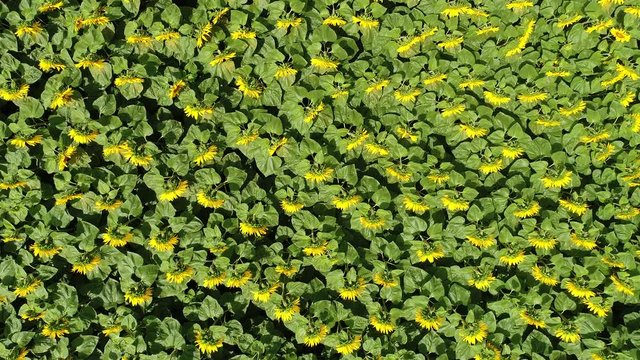 Auf Sonnenblumen herab schwebend
