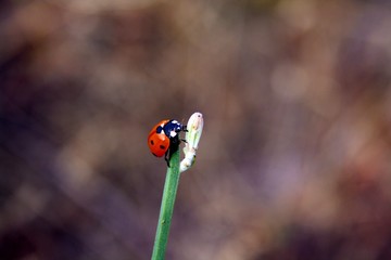 Ladybird on a branch