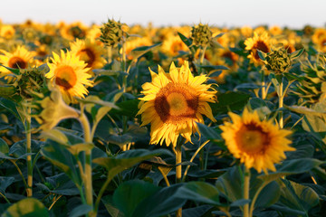Field of yellow sunflowers. Agriculture and flowers
