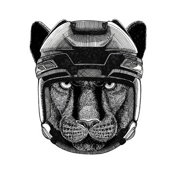 Panther Puma Cougar Wild cat Hockey image Wild animal wearing hockey helmet Sport animal Winter sport Hockey sport