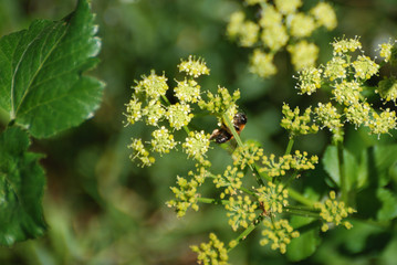 Fiori e piante selvatiche di Sardegna