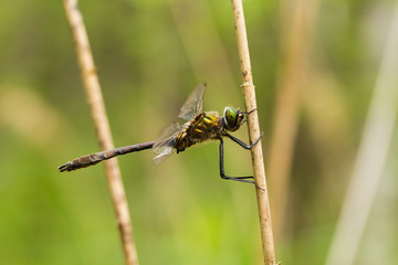 A beautiful greater dragonfly sitting on a grass. Macro shallow depth of field photo.