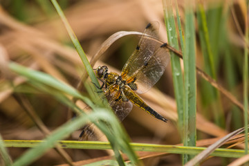 A beautiful greater dragonfly sitting on a grass. Macro shallow depth of field photo.