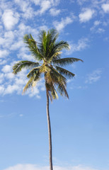 coconut palm tree on the beach with blue sky background 