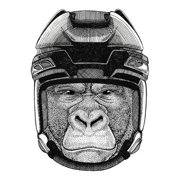 Gorilla, monkey, ape Frightful animal Hockey image Wild animal wearing hockey helmet Sport animal Winter sport Hockey sport