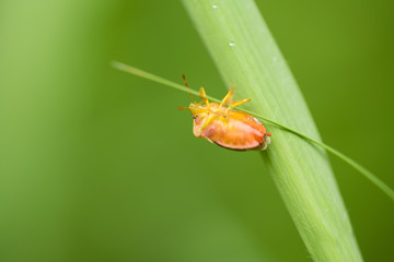 A beautiful small orange beetle crawling on a grass. Shallow depth of field macro photo.