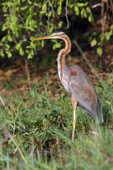 The purple heron (Ardea purpurea) on the river bank