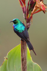 The olive-bellied sunbird (Cinnyris chloropygia) sitting on the flower