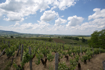 Obraz premium Cliché