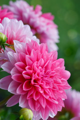 Macro shot of a pink dahlia isolated on green.