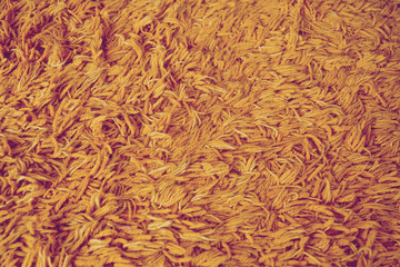 carpet