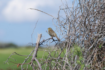 Uccelli  fauna di Sardegna