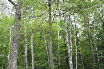 Grove of birch trees in a forest