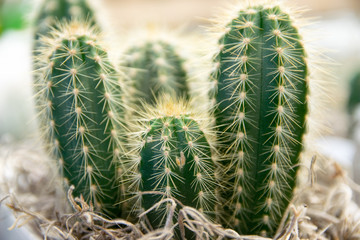 Decorative cactus interior