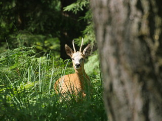young deer