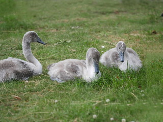 swan family