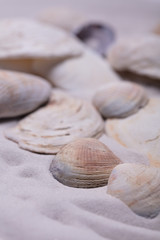 Sand Strand mit Muscheln