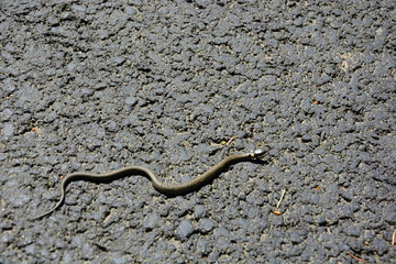 Grass snake